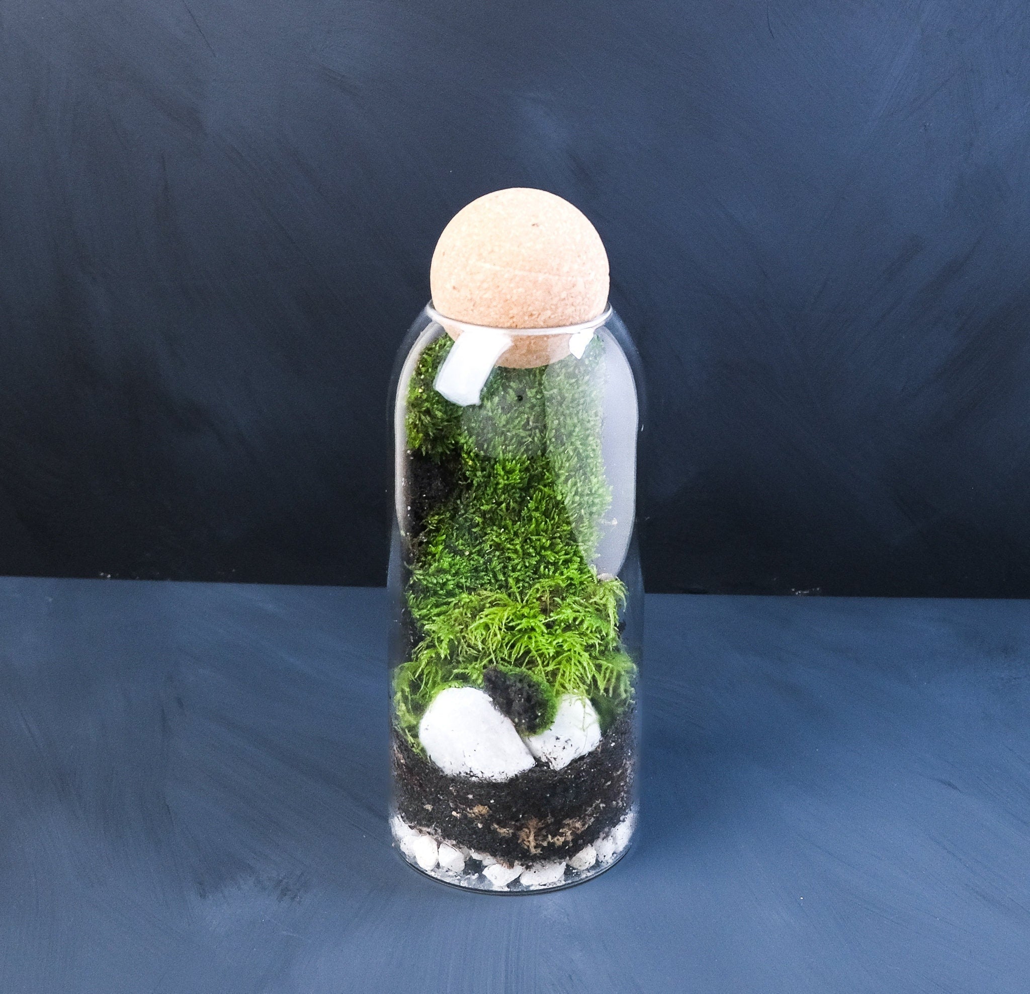 A self-contained moss terrarium with a glass container, diverse moss species, and decorative elements, creating a vibrant vertical landscape as a craft kit for arts and crafts enthusiasts, plant lovers, and those seeking unique corporate or personal gifts under $100.