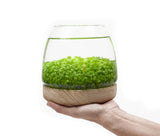 DIY water terrarium kit with lush green aquarium plants, showcasing an underwater garden, art and craft set, Best Selling Craft Kits,Closed Terrarium Kits,Employee Appreciation Gifts,Plant Lover Gifts,Gifts Under $100,Corporate Branded Gifts,Gifts for Grandma,Craft Kits for Adults