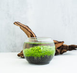 A lush green aquatic plant terrarium in a glass bowl, Best Selling Craft Kits,Closed Terrarium Kits,Employee Appreciation Gifts,Plant Lover Gifts,Gifts Under $100,Corporate Branded Gifts,Gifts for Grandma,Craft Kits for Adults