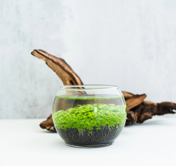 Aquatic Terrarium Making