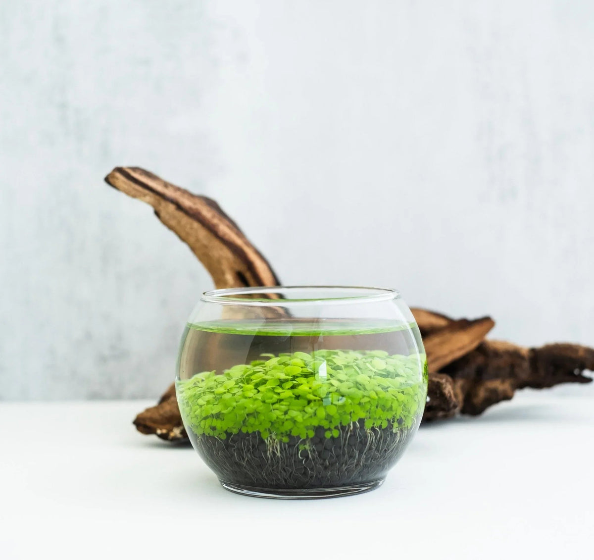 Terrarium Class in Austin