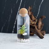 Closed terrarium kit