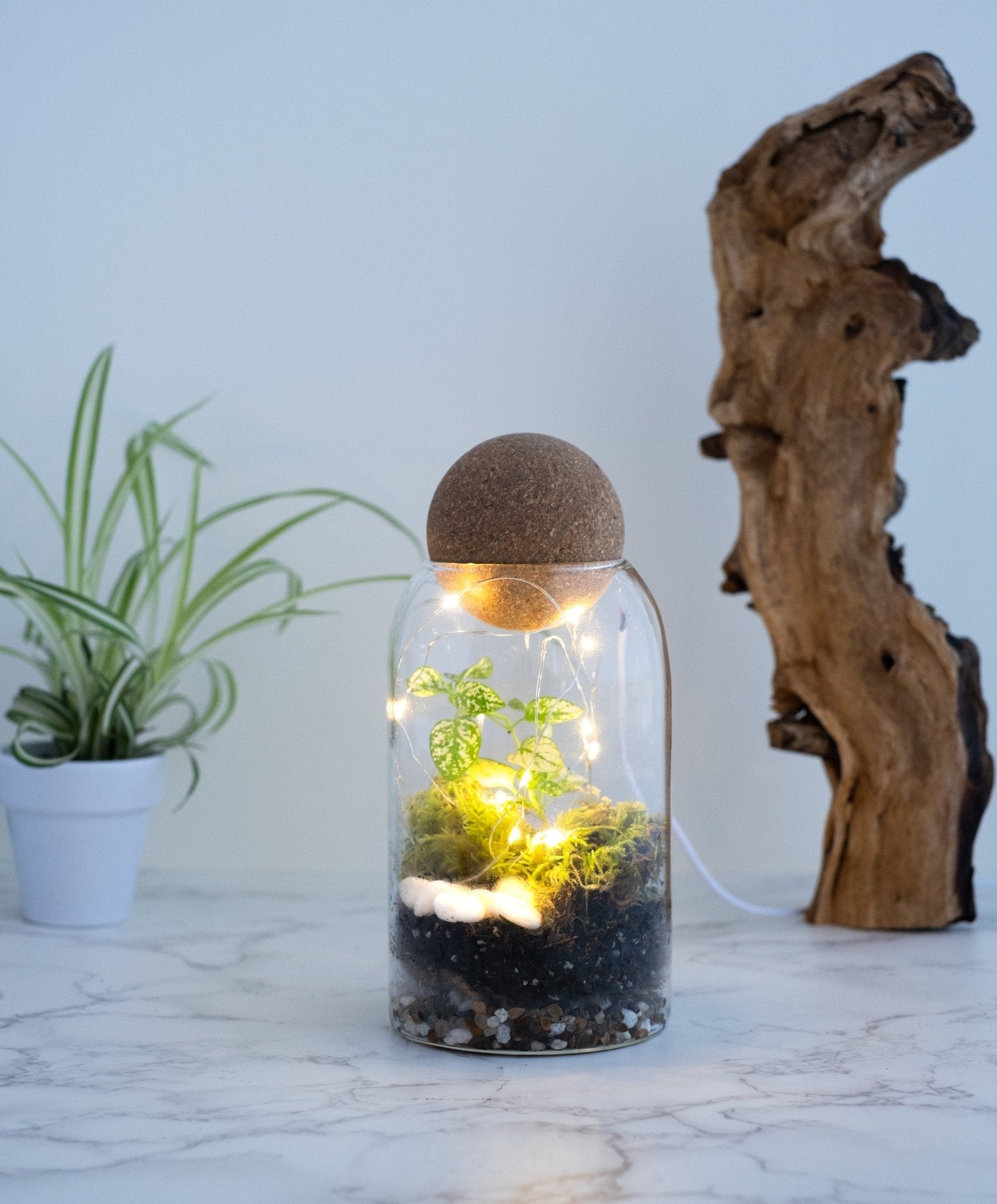 Terrarium with miniature plants, illuminated by a light under a glass dome, Arts and Crafts, Craft Kits for Adults, Closed Terrarium Kits, Employee Appreciation Gifts, Plant Lover Gifts