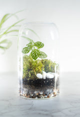 Closed Terrarium Kits, Beautiful mini-garden in a jar with lush plants, Craft Kits for Adults, Employee Appreciation Gifts, Plant Lover Gifts