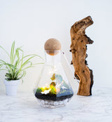 Geometric Terrarium Kit with Live Plants | DIY Home Crafts , Closed Terrarium Kits,Employee Appreciation Gifts,Plant Lover Gifts,Gifts Under $100,Corporate Branded Gifts,Gifts for Grandma,Craft Kits for Adults