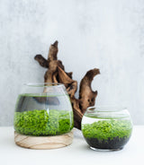 water terrarium kit in two sizes, aqua terrarium