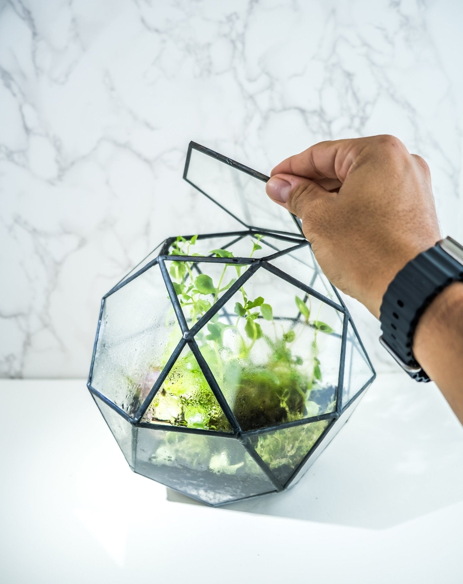 Geometric glass terrarium with leafy plants inside, Best Selling Craft Kits,Closed Terrarium Kits,Employee Appreciation Gifts,Plant Lover Gifts,Corporate Branded Gifts,Gifts for Grandma,Craft Kits for Adults