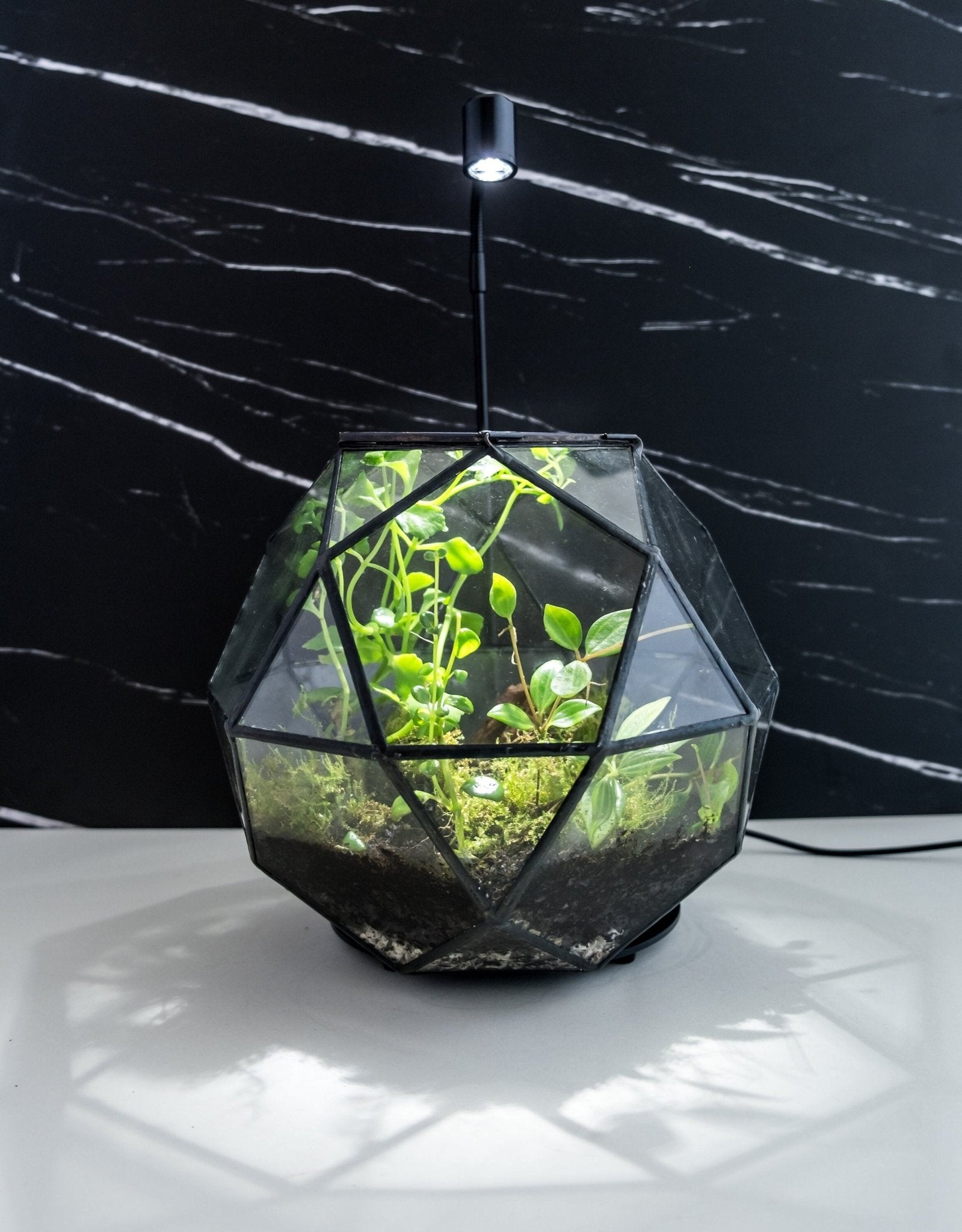 A small, geometric glass terrarium containing lush green plants, Best Selling Craft Kits,Closed Terrarium Kits,Employee Appreciation Gifts,Plant Lover Gifts,Corporate Branded Gifts,Gifts for Grandma,Craft Kits for Adults