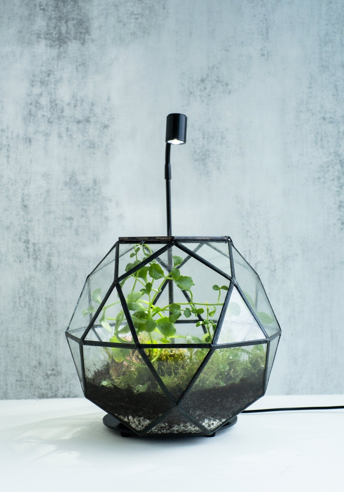 Geometric glass container with lush green plants, a self-contained indoor mini ecosystem, Best Selling Craft Kits, Closed Terrarium Kits, Employee Appreciation Gifts, Plant Lover Gifts, Corporate Branded Gifts, Gifts for Grandma, Craft Kits for Adults.