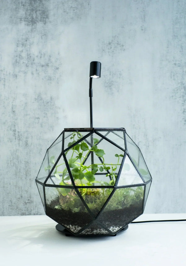 Bulk Set of 8 - Wholesale Closed Bioactive Terrarium Kits hover