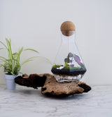 A closed terrarium with a geometric glass container, featuring live plants and decorative elements, creating a miniature indoor garden showcase, Closed Terrarium Kits,Employee Appreciation Gifts,Plant Lover Gifts,Gifts Under $100,Corporate Branded Gifts,Gifts for Grandma,Craft Kits for Adults