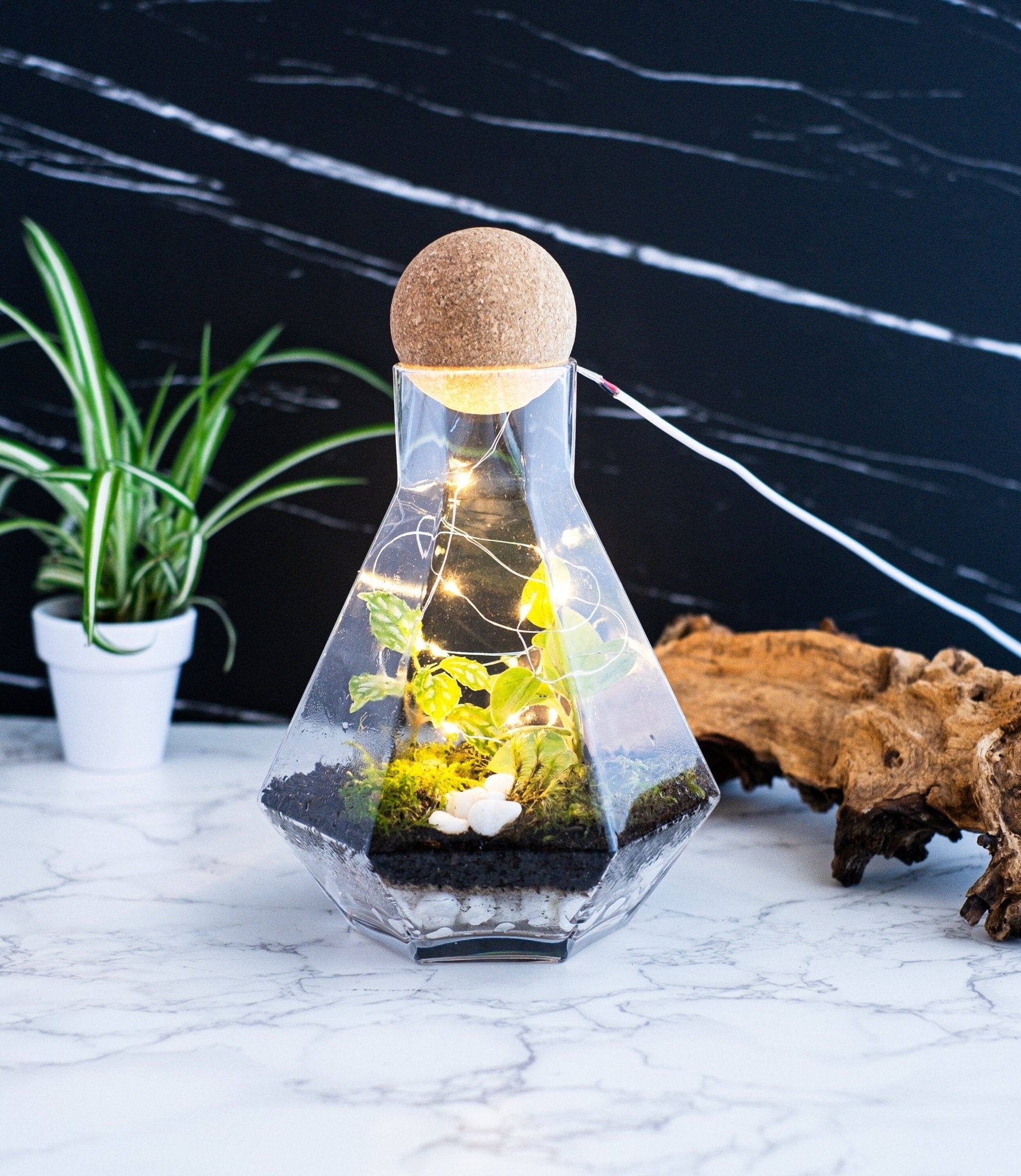 Geometric Terrarium Kit with Live Plants in a DIY Home Kit, Closed Terrarium Kits, Employee Appreciation Gifts, Plant Lover Gifts, Gifts Under $100, Corporate Branded Gifts, Gifts for Grandma, Craft Kits for Adults