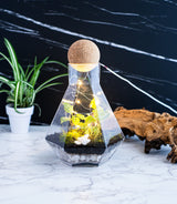 Geometric terrarium kit with lights, Art & Craft Kits