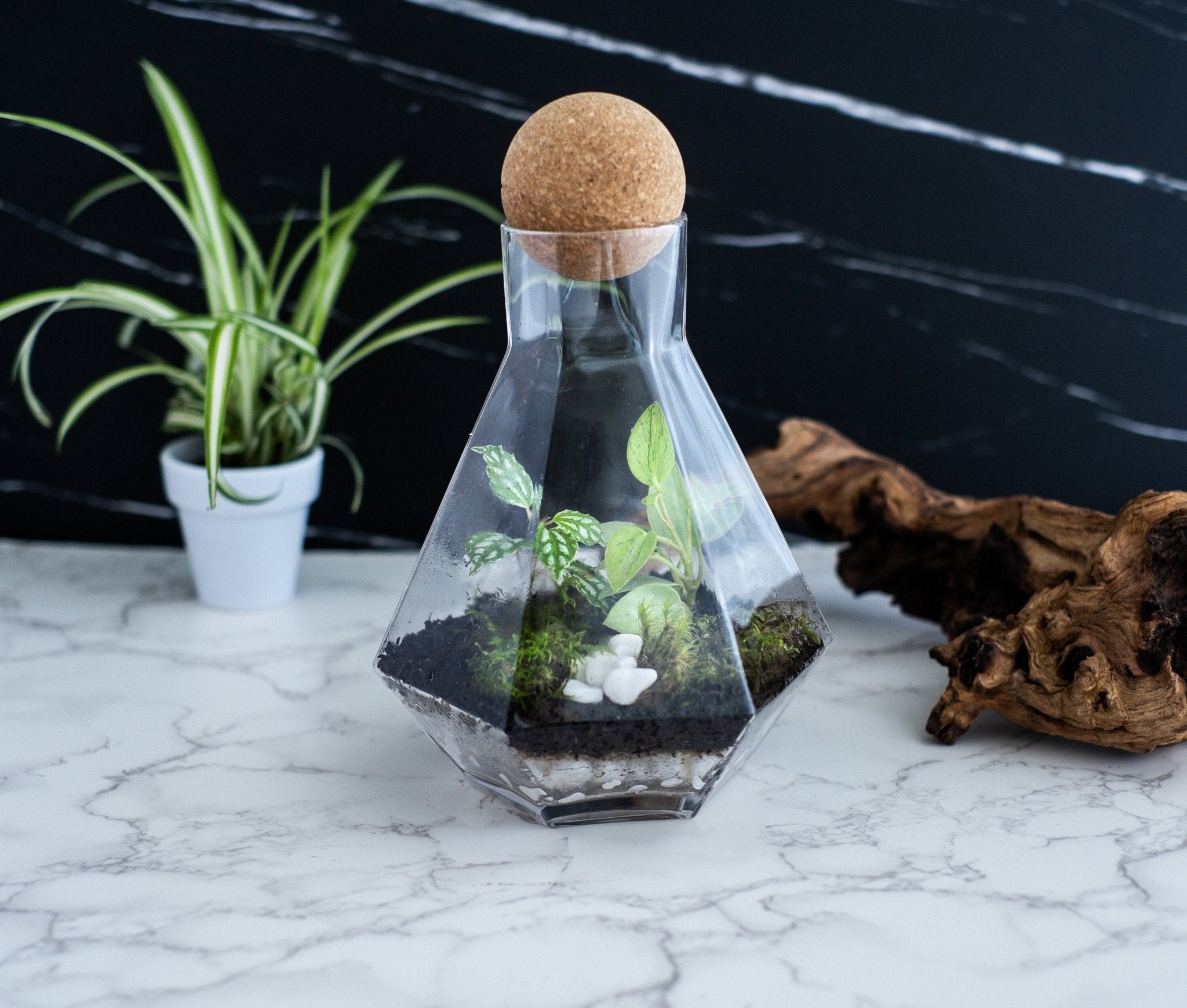 Geometric glass terrarium with lush green plants, a unique and eye-catching display object for the home, Closed Terrarium Kits, Employee Appreciation Gifts, Plant Lover Gifts, Gifts Under $100, Corporate Branded Gifts, Gifts for Grandma, Craft Kits for Adults.