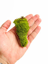 live moss in a hand