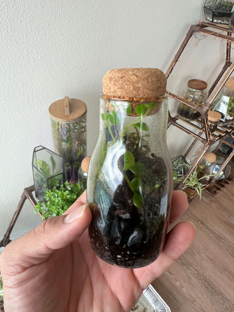mini bottle terrarium gallery for Irvine art studio