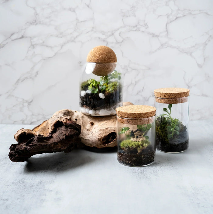 Arts & Craft Class, birthday party activity, date, team building, Mini Terrarium Workshop in Honolulu - KraftStories