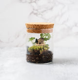 virtual mini terrarium workshop for team building and private events.