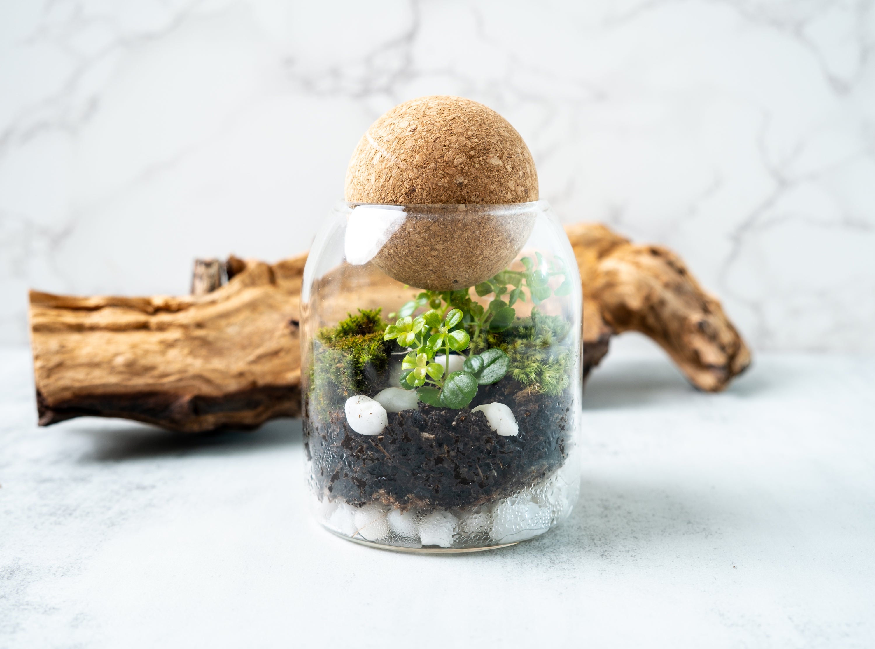 Live Moss Mini outlet Terrarium - Black Bear On A Rock - Glass Terrarium - Live Plant Terrarium - Cottagecore Decor