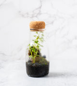 Mini Terrarium Kit with Live Moss