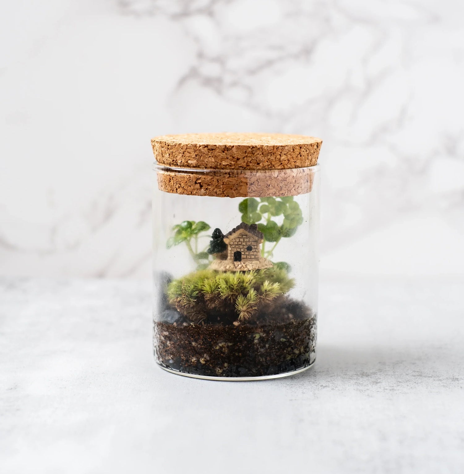 Finished self-sustaining terrarium