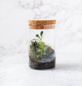 Mini Terrarium Kit with Live Moss