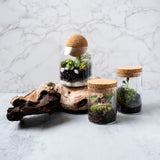 Mini Terrarium Kit with Live Moss | Easy DIY Ecosystem