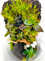 Modeling Soil Mix for Terrariums