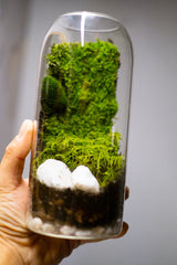 A DIY terrarium kit containing moss and pebbles in a glass container, perfect for creating a miniature garden indoors.