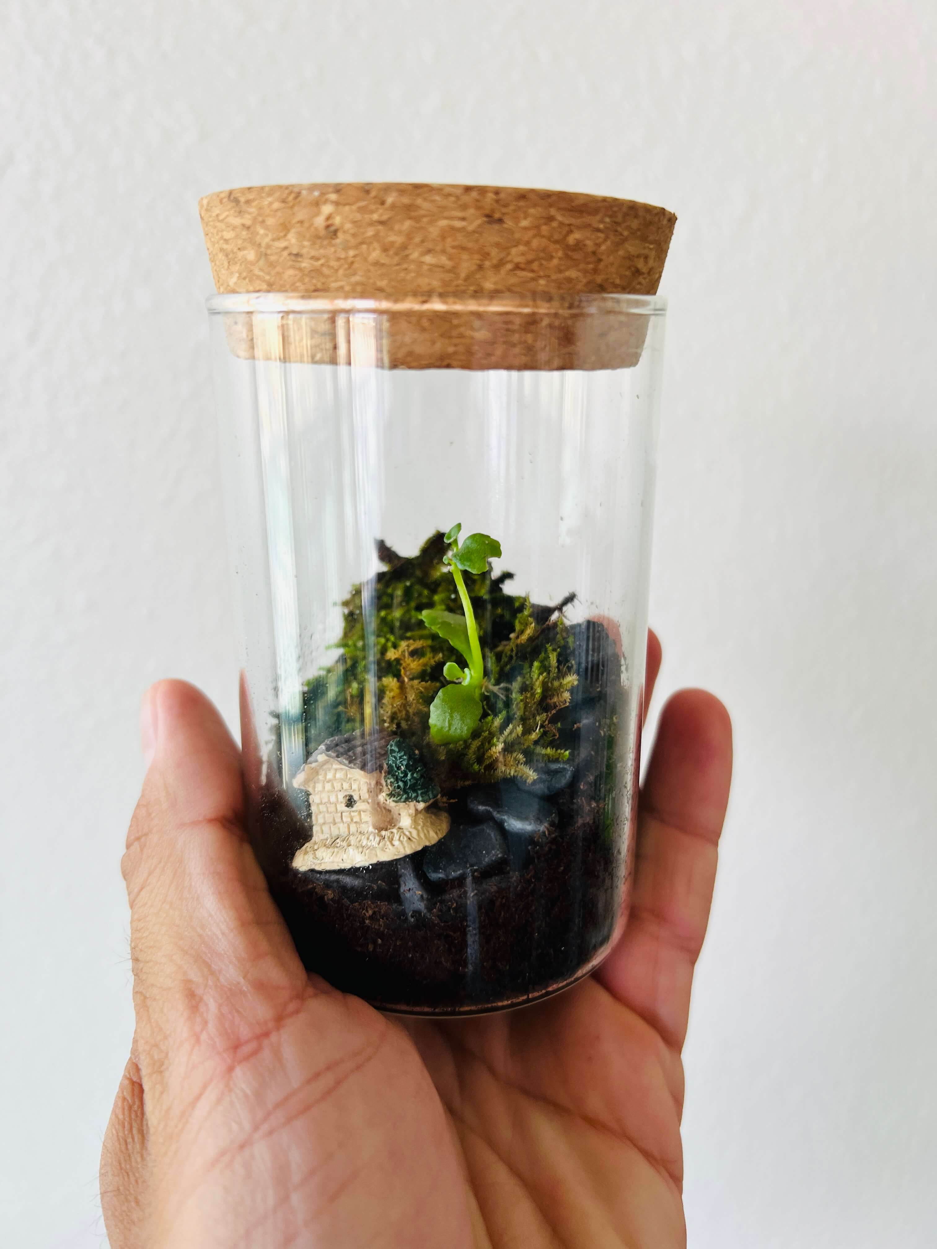 Mini Terrarium Kit with Live Moss