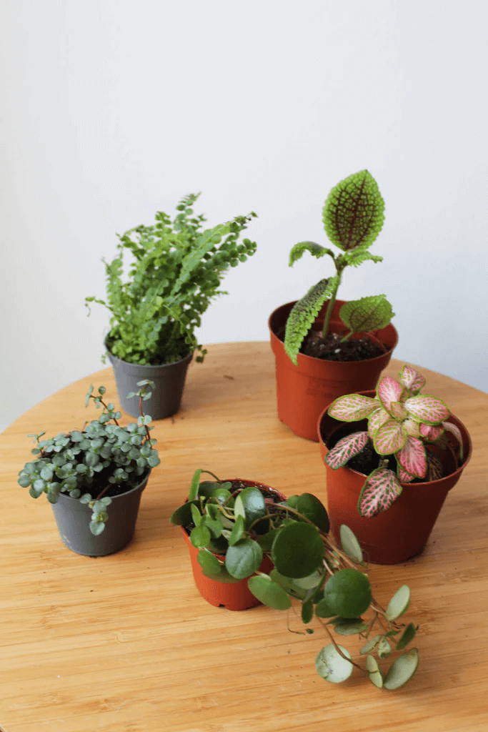 Terrarium Plants