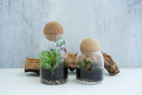 self sustaining terrarium kit