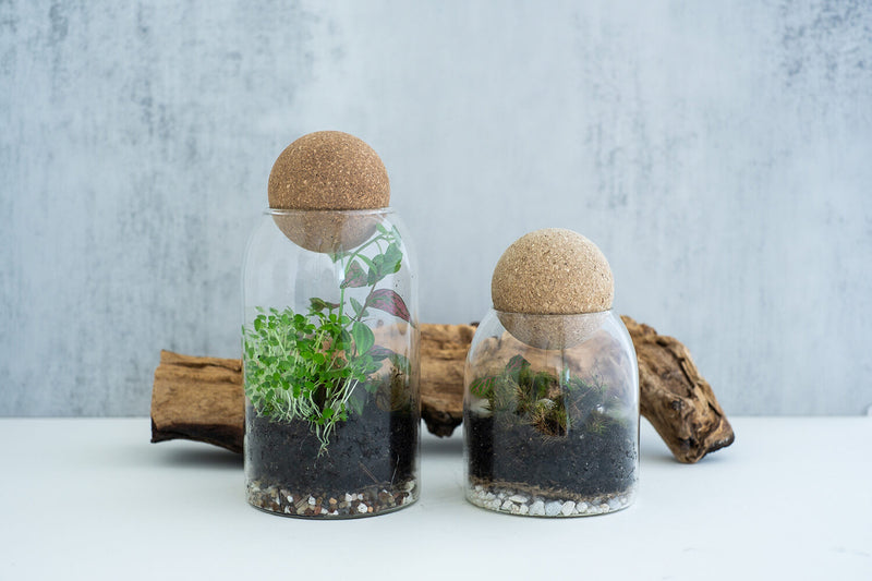 self sustaining terrarium kit
