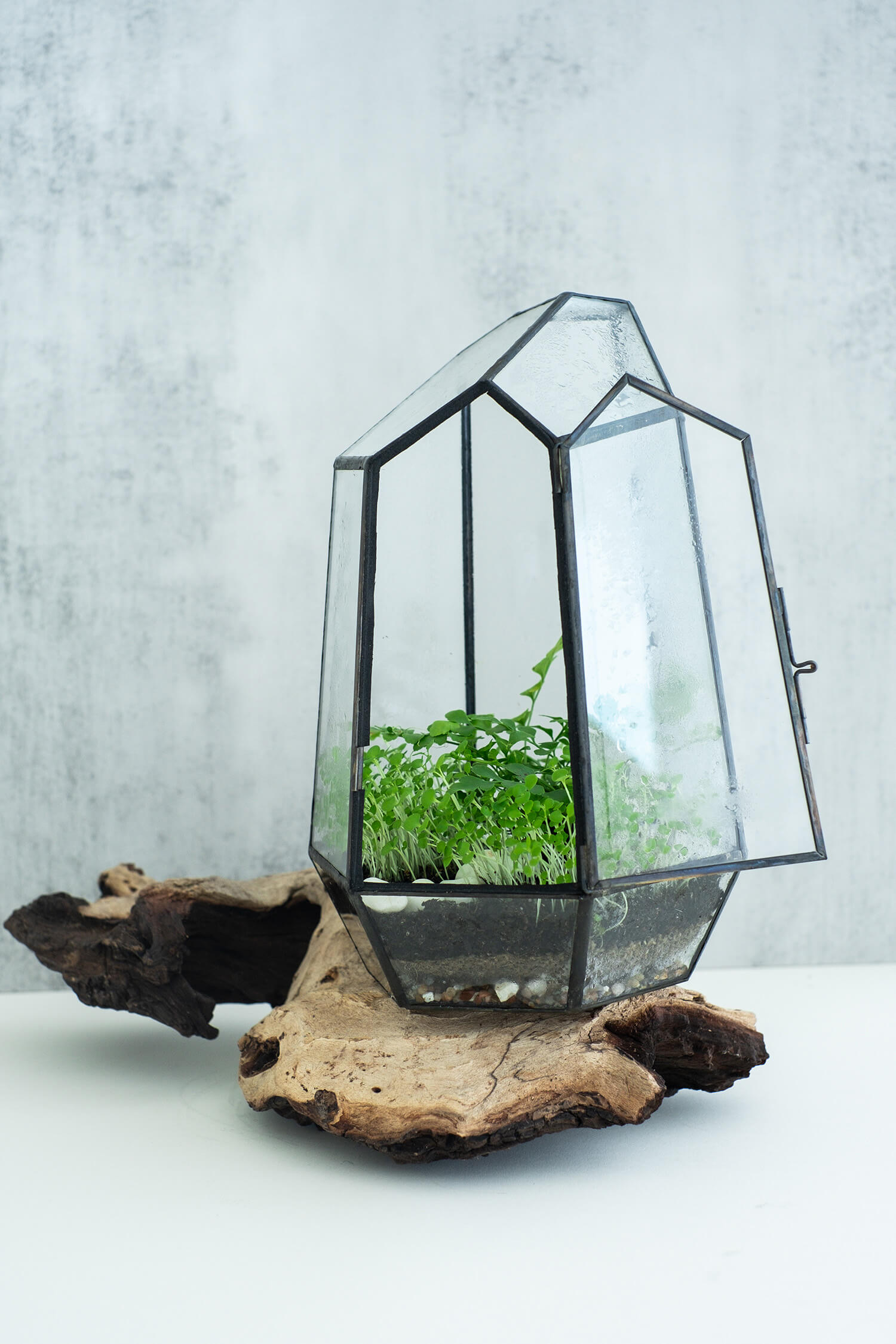 Geometric greenhouse with lush greenery and wood accent, 