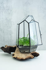 Geometric greenhouse with lush greenery and wood accent, 