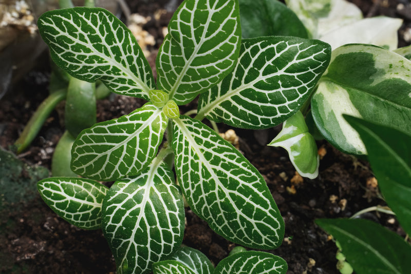 Sacred Nature: Terrarium Meditation Experience