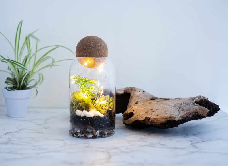 Self-Sustaining Terrarium Workshop