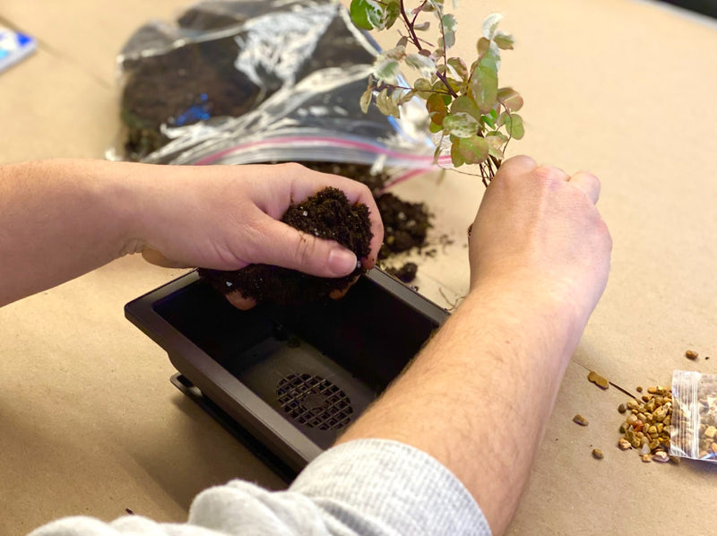 Loosen the roots
