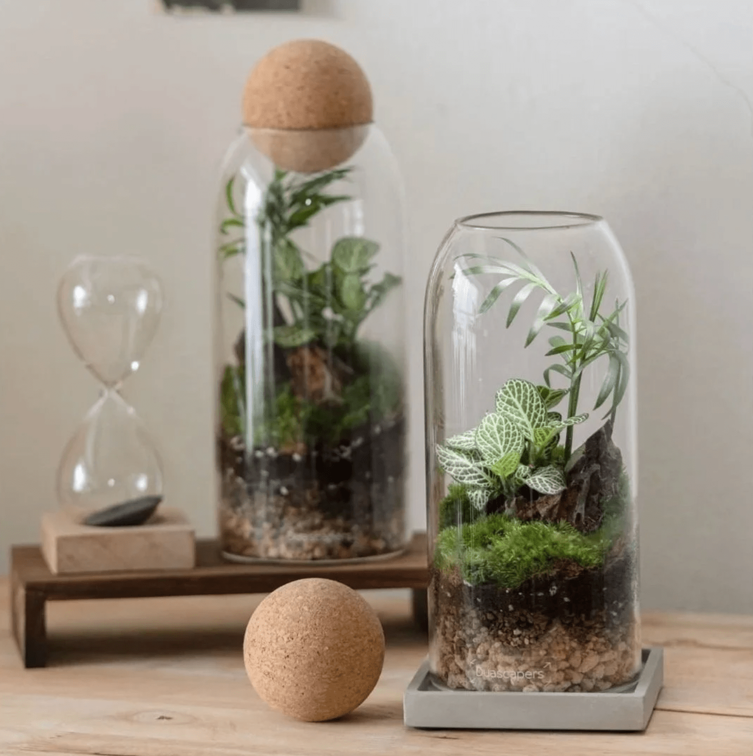 Glass terrarium with self-sustaining ecosystem and plants