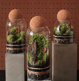 Glass Terrarium |  Self-Sustaining Ecosystem