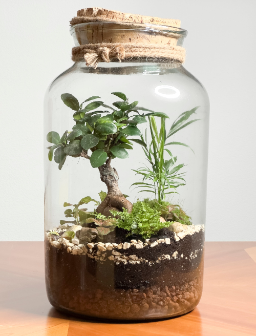 terrarium