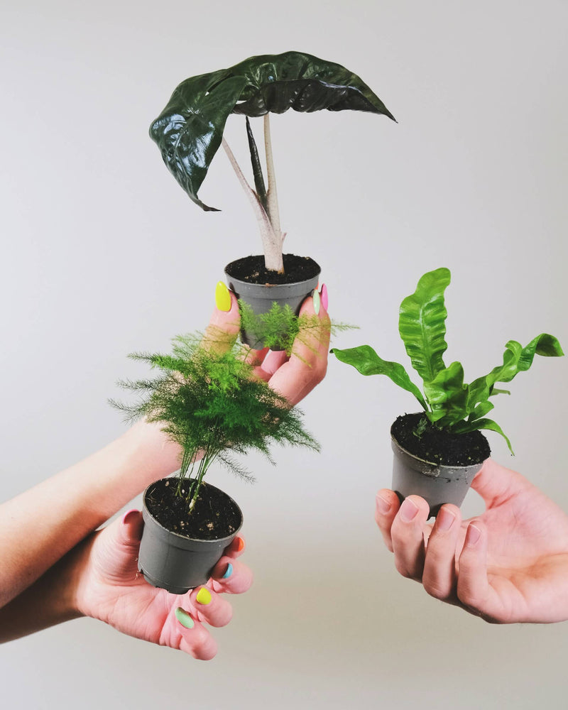 terrarium plants