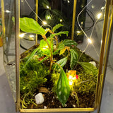 sip and terrarium workshop in san francisco for team offsite, birthday events, bridal, private events, corporate events. Events with food and drink