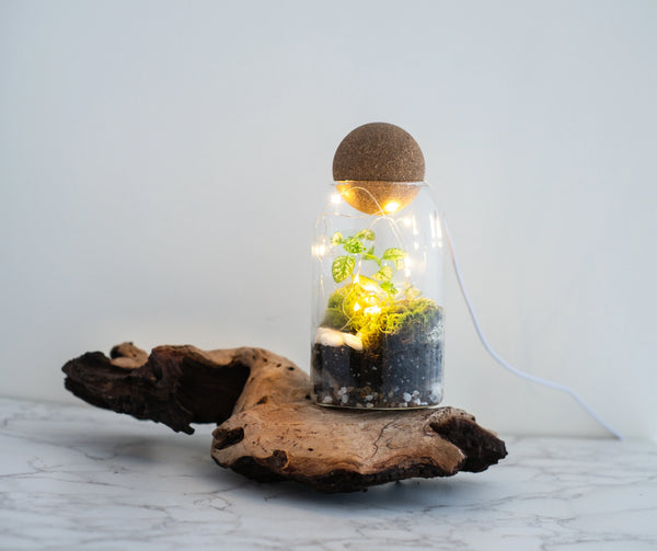 Terrarium Workshop