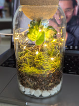 A completed terrarium featuring a variety of green plants and moss inside a stylish glass container, created during a virtual terrarium workshop for teams. The terrarium showcases the natural beauty and creative design elements achieved by participants.