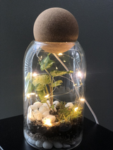 A completed terrarium with vibrant green plants and moss arranged inside a clear glass container, created during a virtual terrarium workshop for teams. The design highlights the creativity and attention to detail from the workshop.