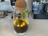 A large glass container filled with plants and moss, created as part of a virtual terrarium workshop for teams.