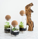 A display of terrarium kits and supplies, including glass containers, plants, soil, and decorative items, prepared for a virtual terrarium workshop for teams. The image showcases the materials provided to participants for building their own self-sustaining terrariums during the workshop.