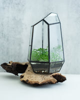 wardian case terrarium kit