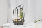 Large Terrarium Container Airtight Wardian Case KraftStories Handcrafted Geometric Glass Terrarium